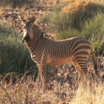 Mountain Zebra image