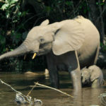 African Forest Elephant image