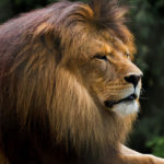 African Lions image