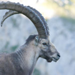 Alpine Ibex image