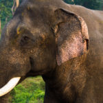 Asian Elephant image