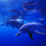 Atlantic Spotted Dolphins image