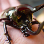 Atlas Beetle image