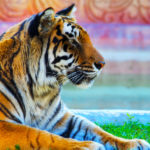 Bengal Tigers image