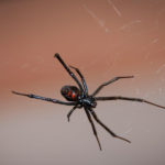 Black Widow Spider image