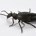 Blister Beetle image