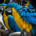Blue and Yellow Macaw image