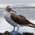 Blue-footed Booby Bird image