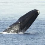 Bowhead Whale image