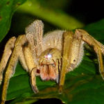 Brazilian Wandering Spider image