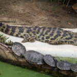 Broad-Snouted Caimans image