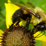 Bumble Bees image