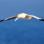 Cape Gannet Bird image