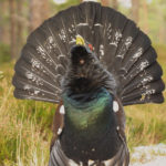 Capercaillie image