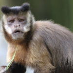 Capuchin Monkeys image