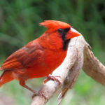 Cardinal Birds image