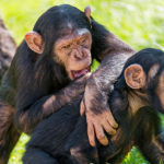 Chimpanzee image