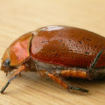 Christmas Beetle image