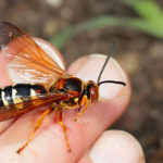 Cicada Killer Wasps image