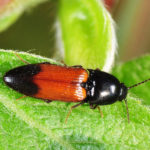 Click Beetle image
