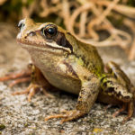 Common Frog image