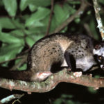 Common Palm Civet image