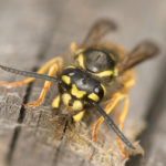 Common Wasps image