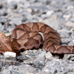 Copperhead Snakes image
