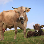 Cows image