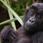 Eastern Lowland Gorillas image