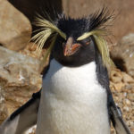 Erect-Crested Penguin image