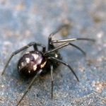 False Black Widow Spider image