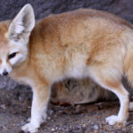 Fennec Fox image