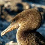 Galapagos Flightless Cormorant Sea Bird image