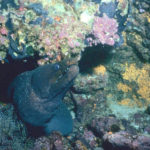 Galapagos Eels image