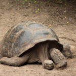 Galapagos Giant Tortoise image