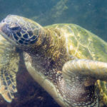 Galapagos Green Sea Turtle image
