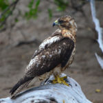 Galapagos Hawk image