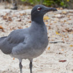 Galapagos Lava Gull Bird image