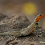 Galapagos Lava Lizard image