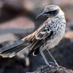 Galapagos Mockingbird image
