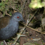 Galapagos Rail Bird image