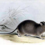 Galapagos Rice Rat image