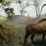 Giant Sable Antelope image