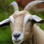 Goats image