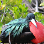 Galapagos Great Frigate Bird image