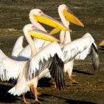 Great White African Pelican Birds image