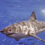Great White Shark image