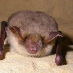 Greater Mouse-Eared Bat image
