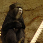 Greater Spot-Nosed Monkeys image